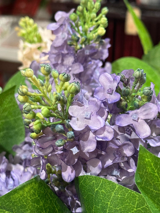 Syriner lilla EDG Enzo de Gasperi