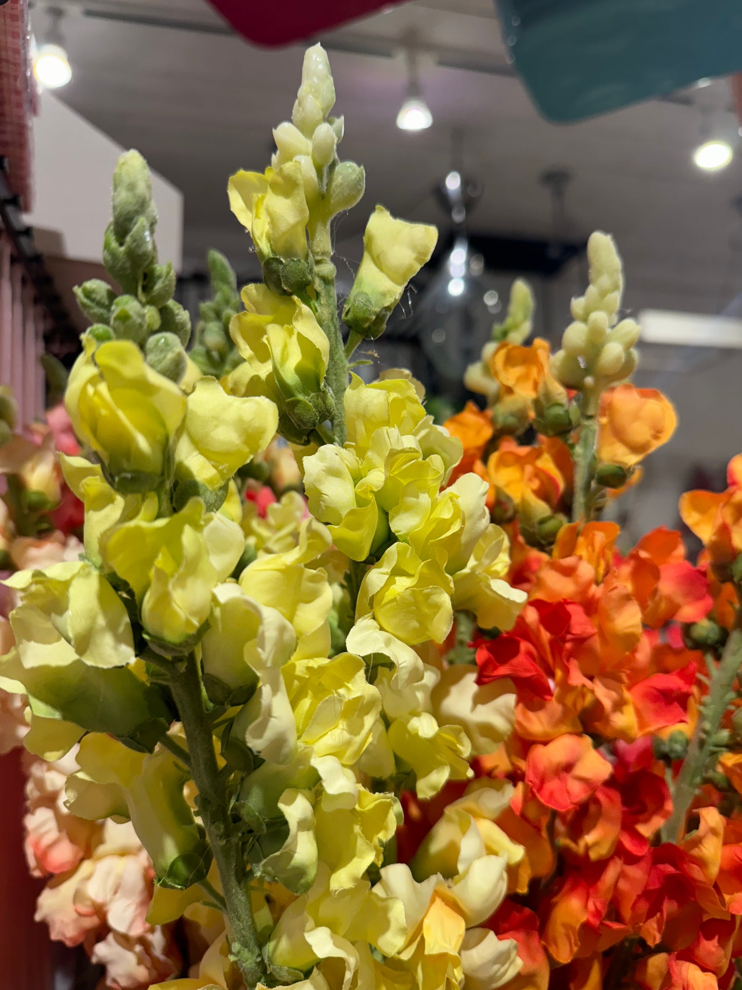 Løvemunn gul EDG Enzo de Gasperi