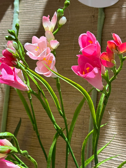 Fresia lys rosa EDG Enzo de Gasperi