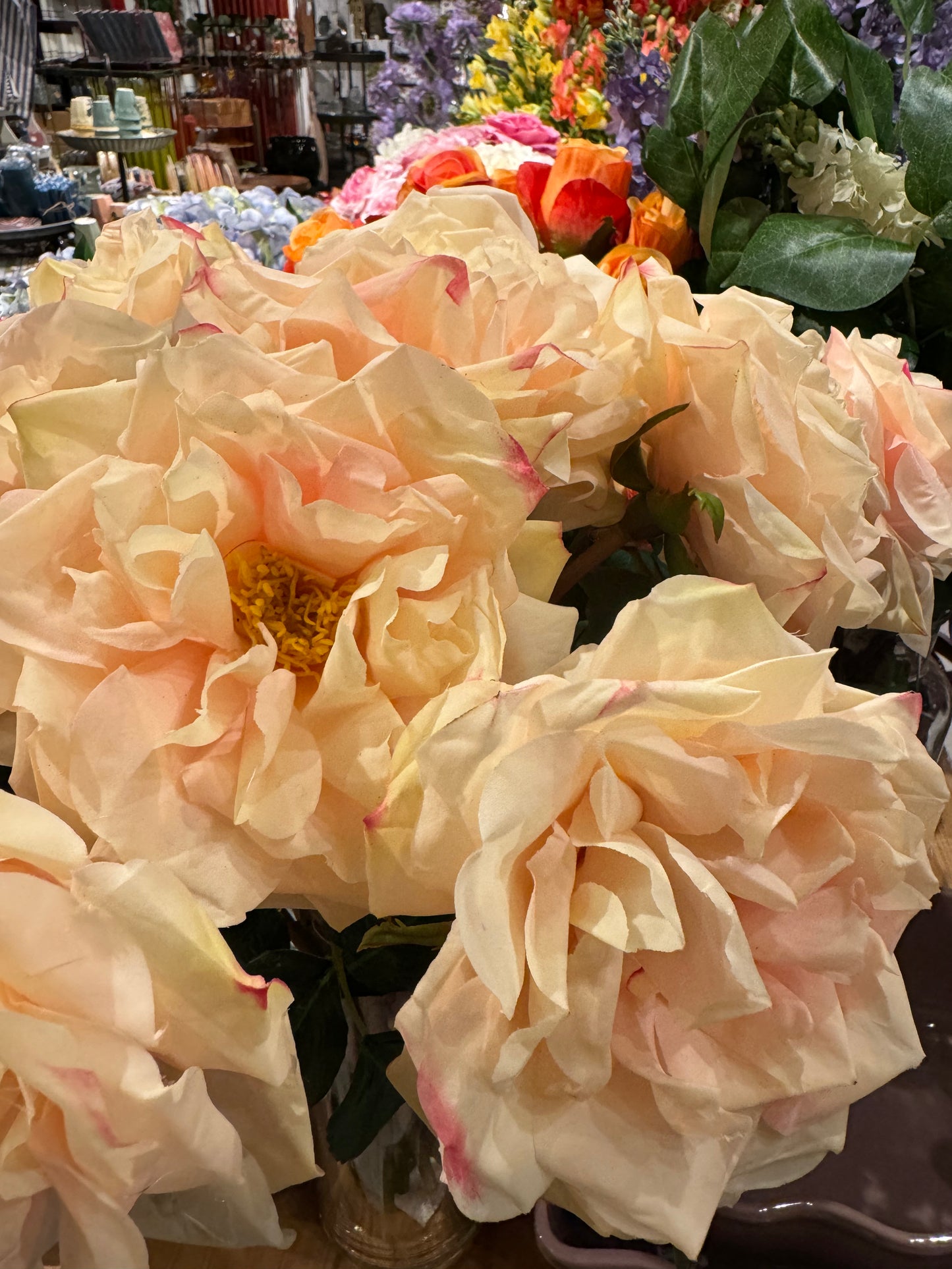 Roser dus rosa EDG Enzo de Gasperi