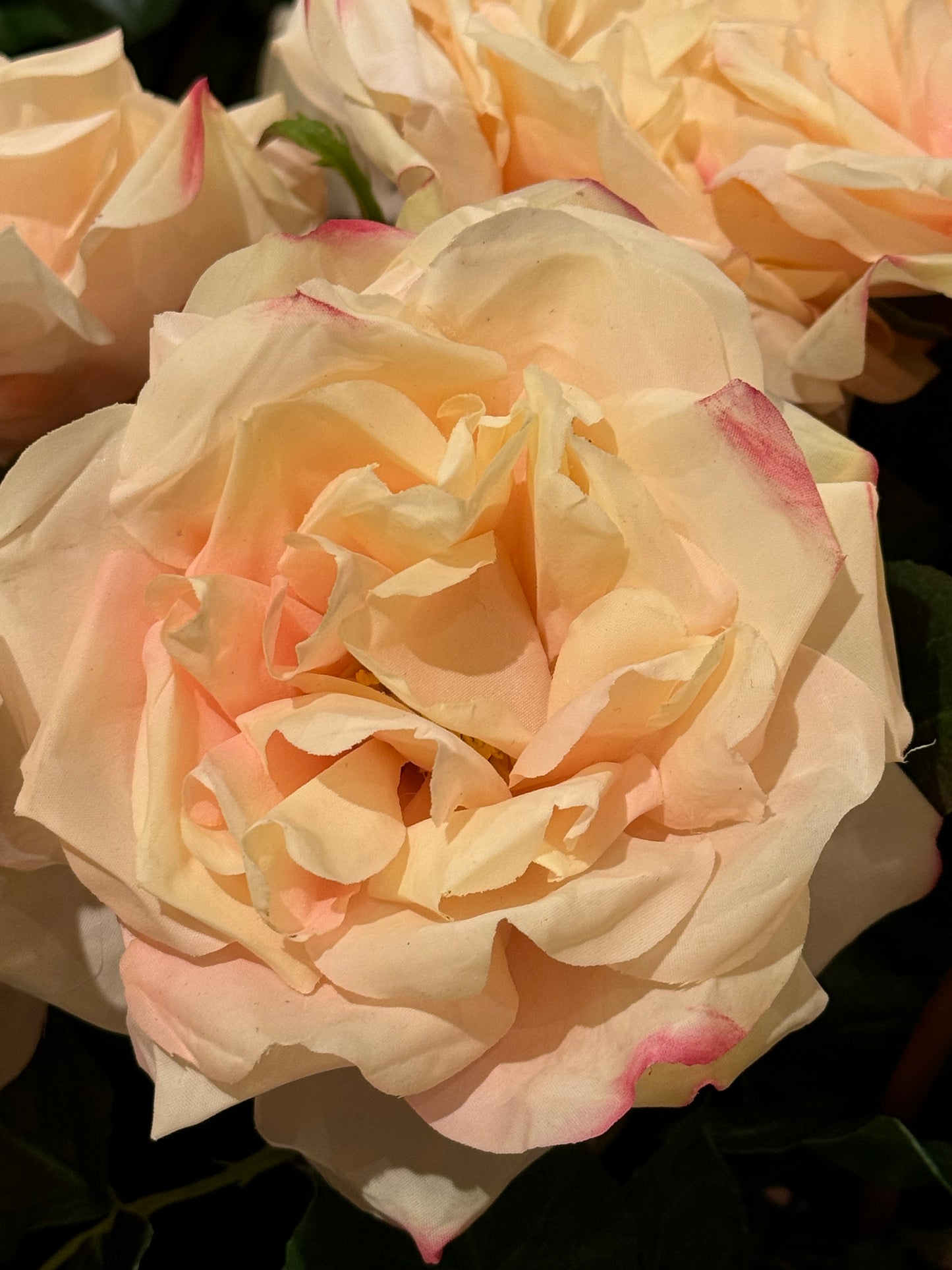 Roser dus rosa EDG Enzo de Gasperi