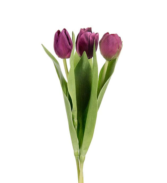 Tulipan lilla mørk Mr Plant