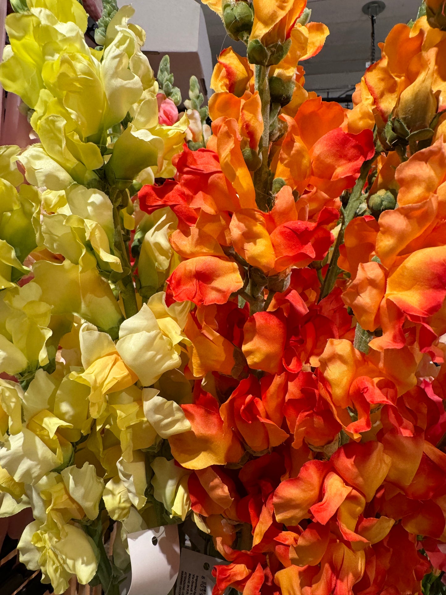 Løvemunn oransje EDG Enzo de Gasperi