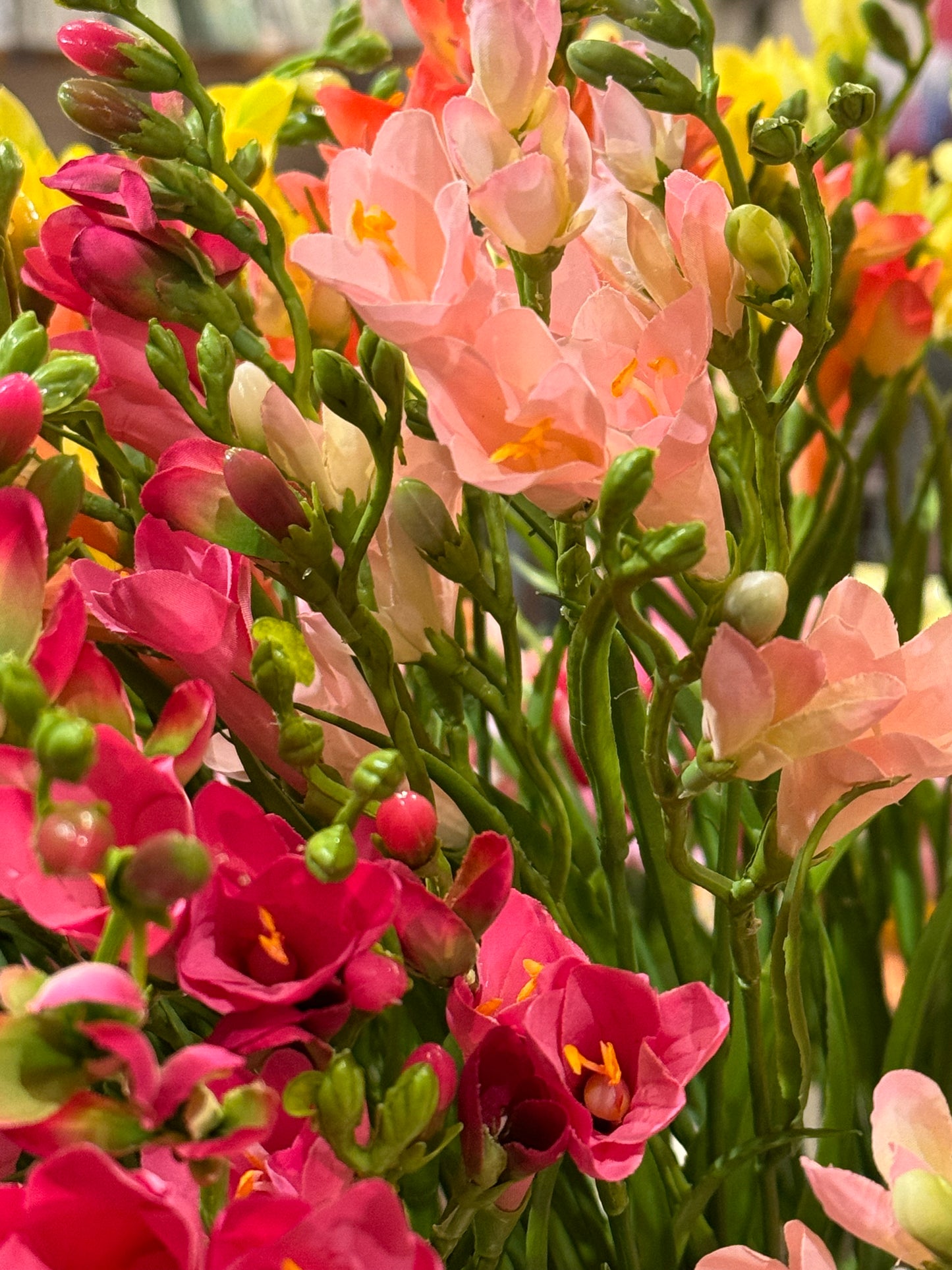 Fresia mørk rosa EDG Enzo de Gasperi