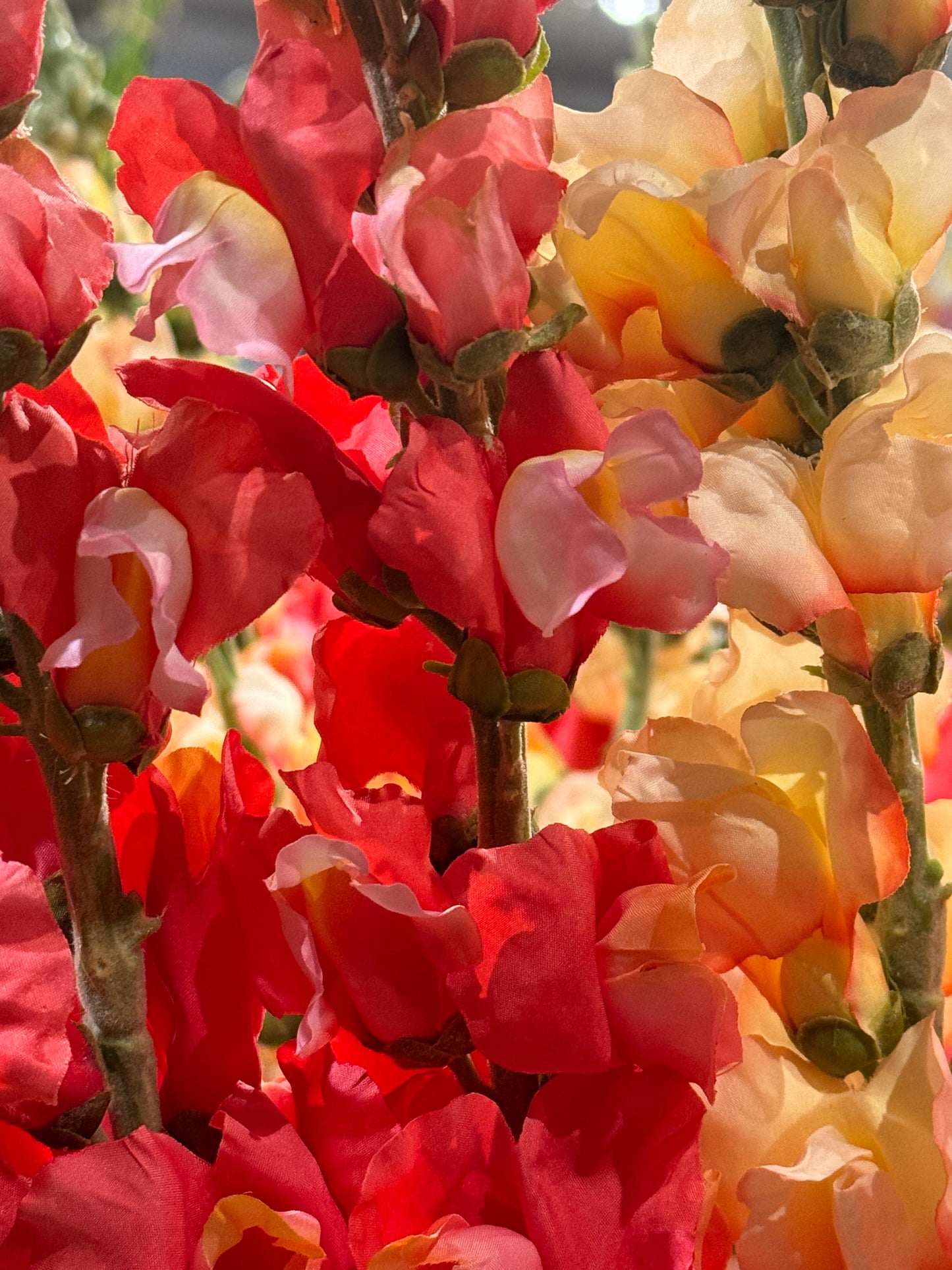 Løvemunn kremfarget fersken EDG Enzo de Gasperi