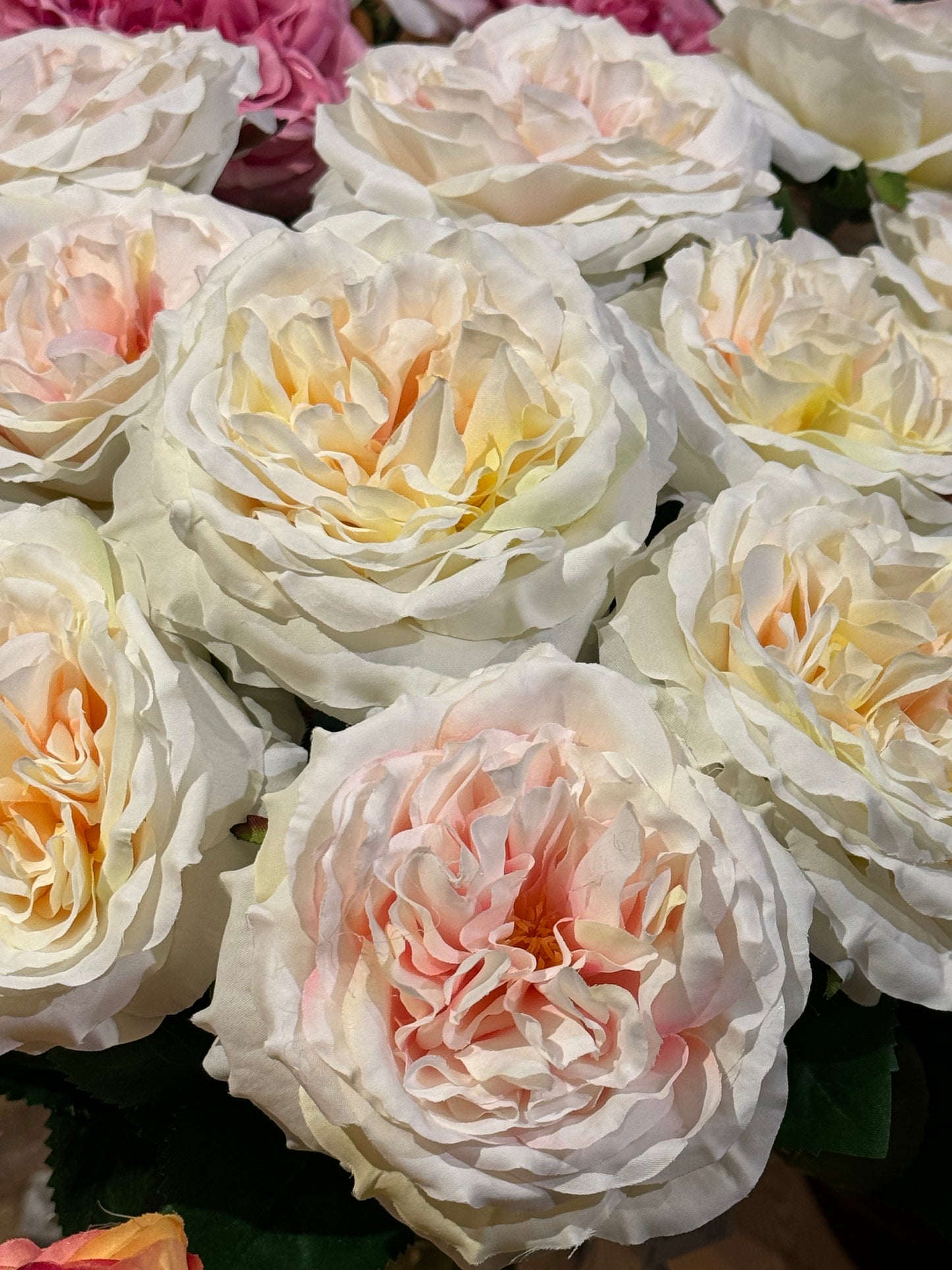 Roser hvit rosa dus Alma EDG Enzo de Gasperi