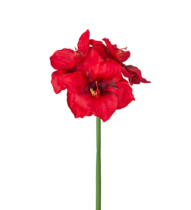 Amaryllis rød 65 cm Mr Plant