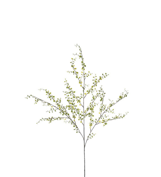 Muehlenbeckia Mr Plant