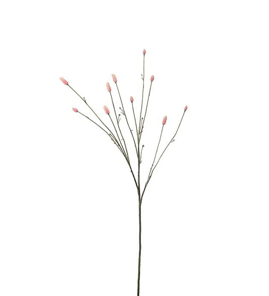 Rosa Pimpinell 80 cm Mr Plant