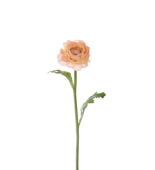 Ranunkler fersken 35 cm Mr Plant