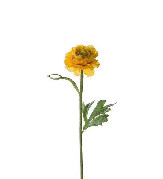 Ranunkler gul 35 cm Mr Plant