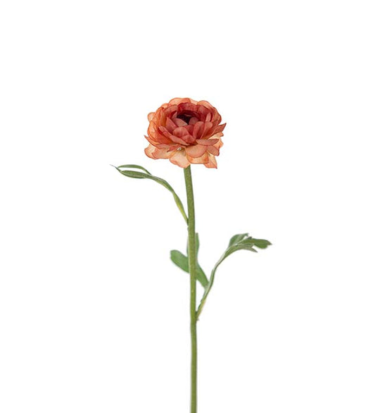 Ranunkler fersken mørk 35 cm Mr Plant