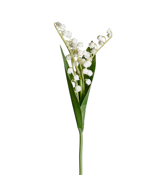 Liljekonvall 30 cm Mr Plant