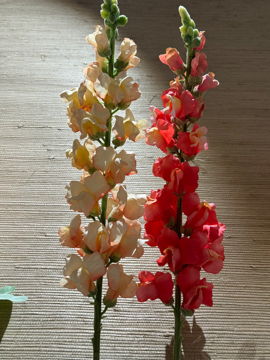 Løvemunn kremfarget fersken EDG Enzo de Gasperi