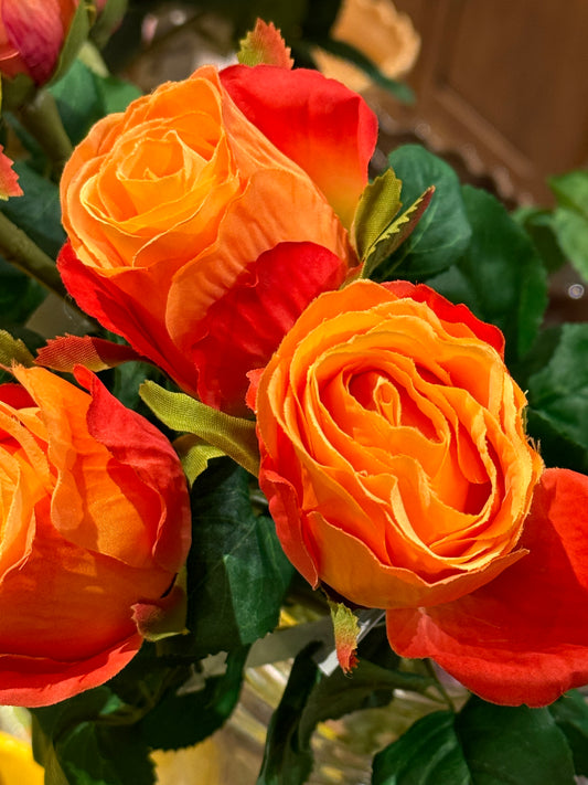 Rose oransje EDG Enzo de Gasperi