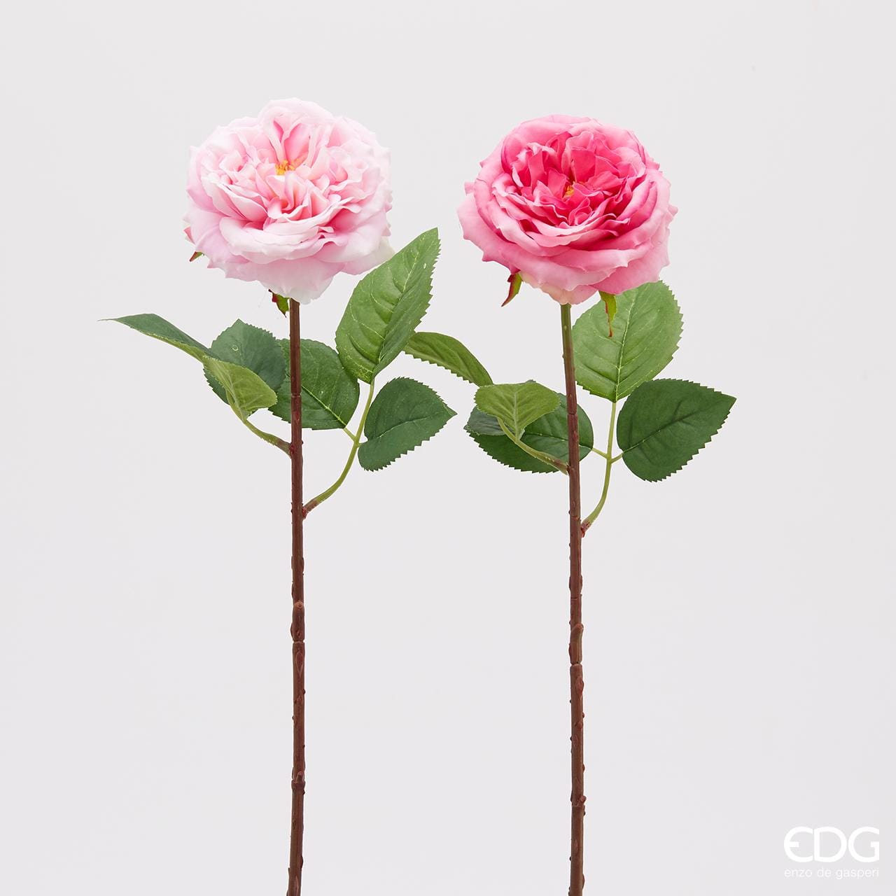 Rose Alma rosa og hvit EDG Enzo de Gasperi