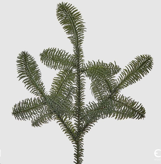 Gran kvist nobilis 52 cm naturtro EDG Enzo de Gasperi