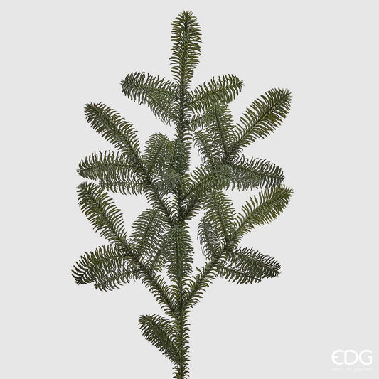 Gran kvist nobilis 73 cm naturtro EDG Enzo de Gasperi