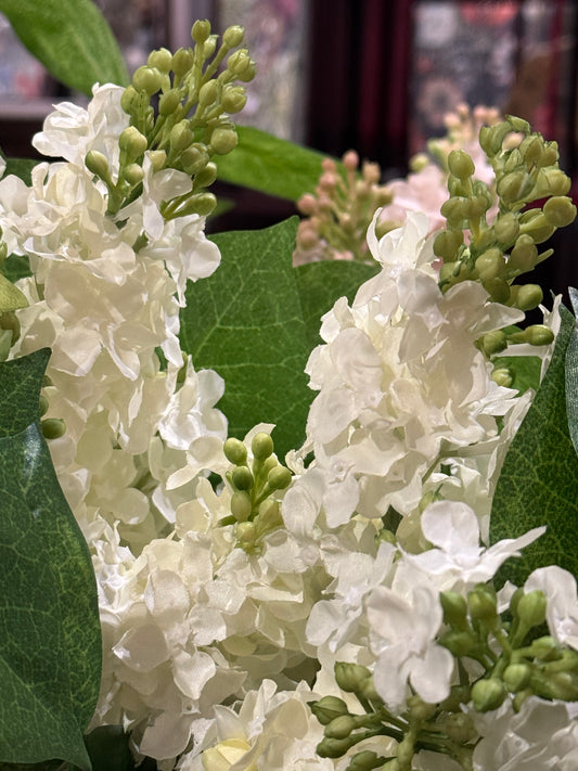 Syriner hvit EDG EDG Enzo de Gasperi