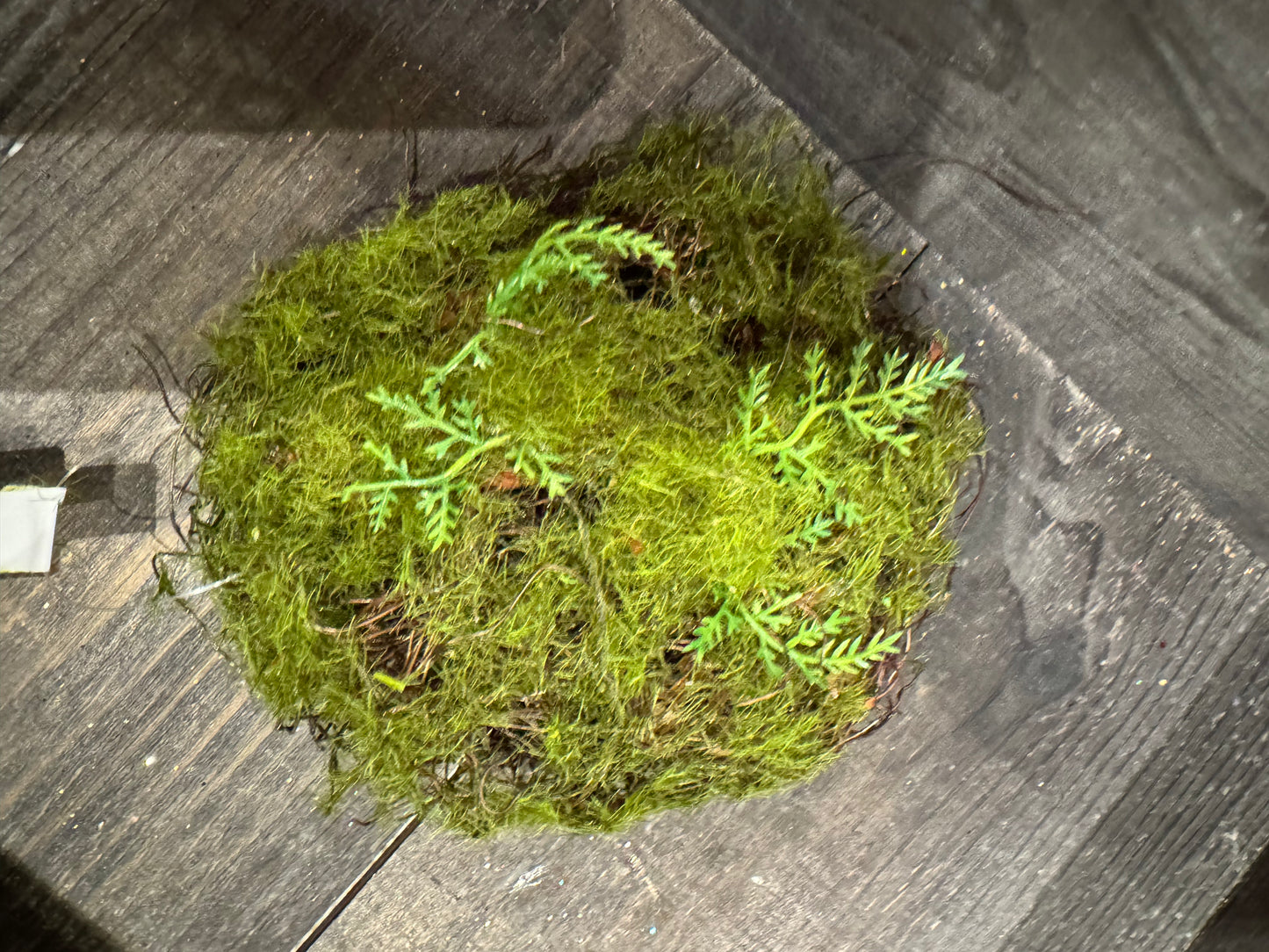 Mosepynt kunstig rund 10 cm