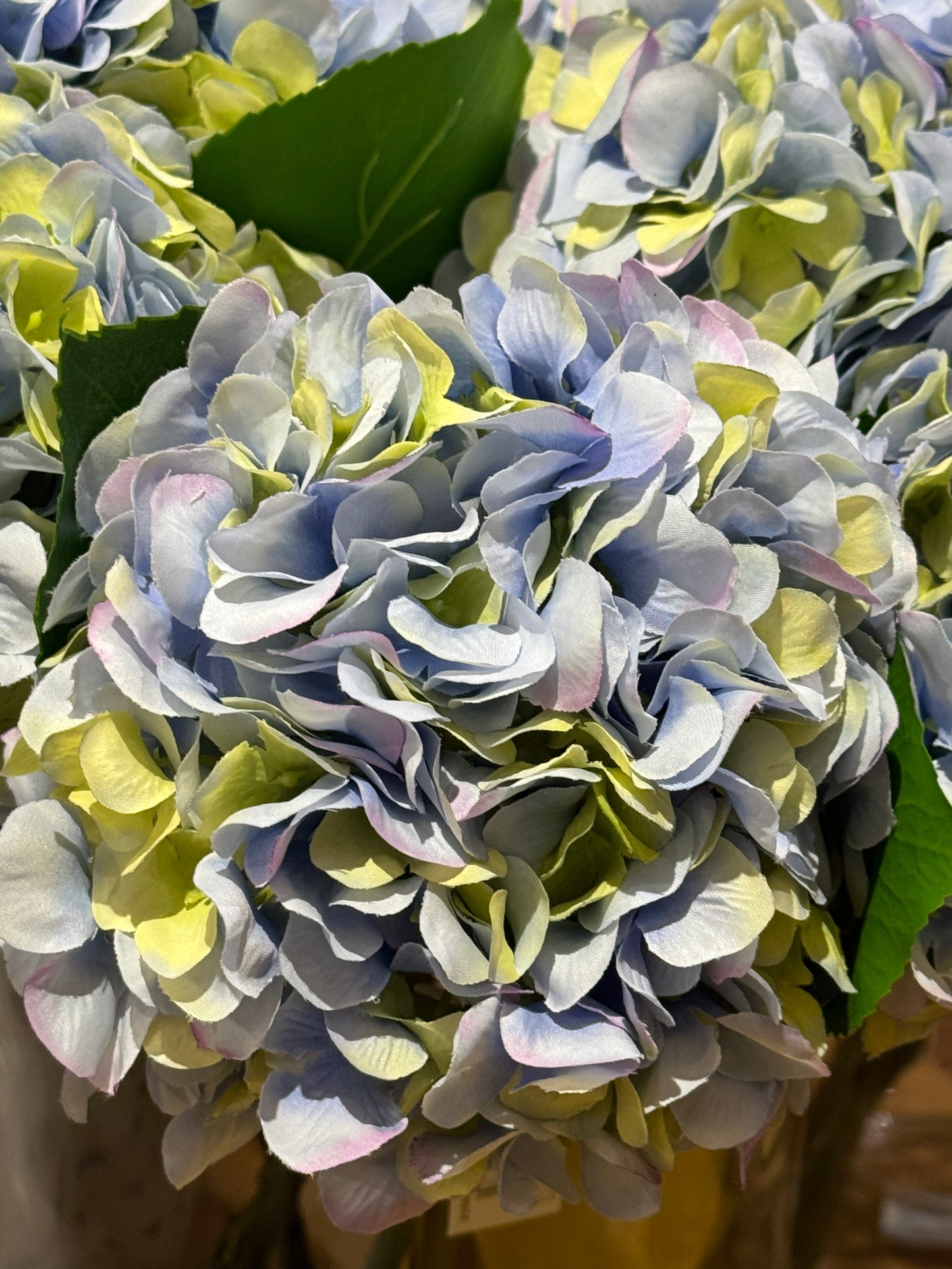 Hortensia lys blå EDG Enzo de Gasperi