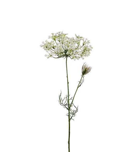 Allium 70 cm mr Plant