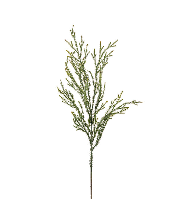 Gran kvist Mr Plant