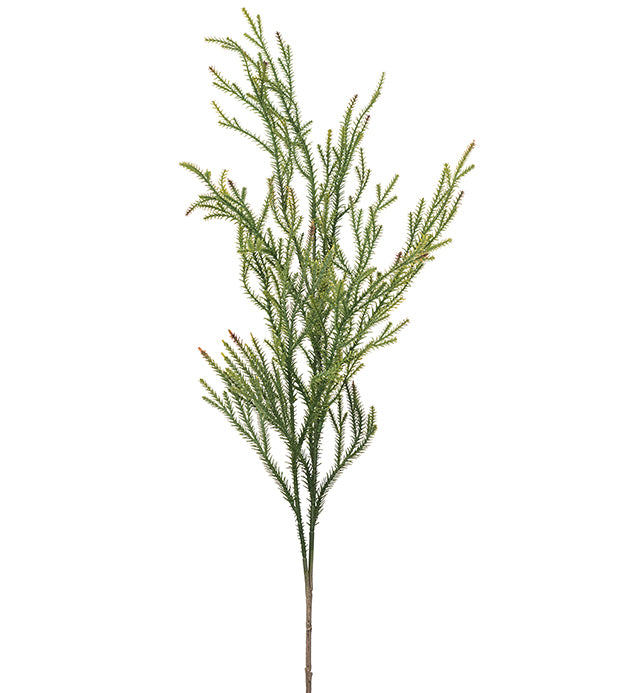 Gran kvist Mr Plant