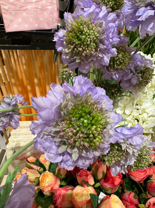 Scabiosa EDG Enzo de Gasperi