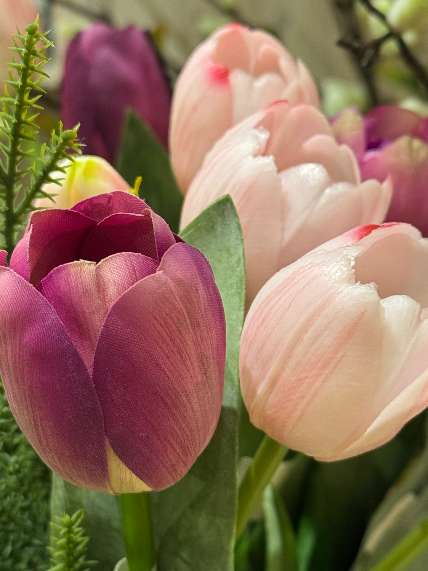 Tulipan lilla Mr Plant