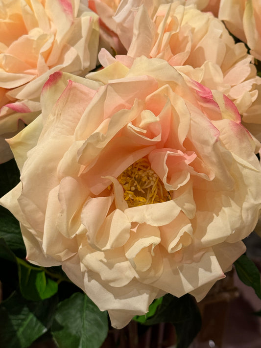 Roser dus rosa EDG Enzo de Gasperi