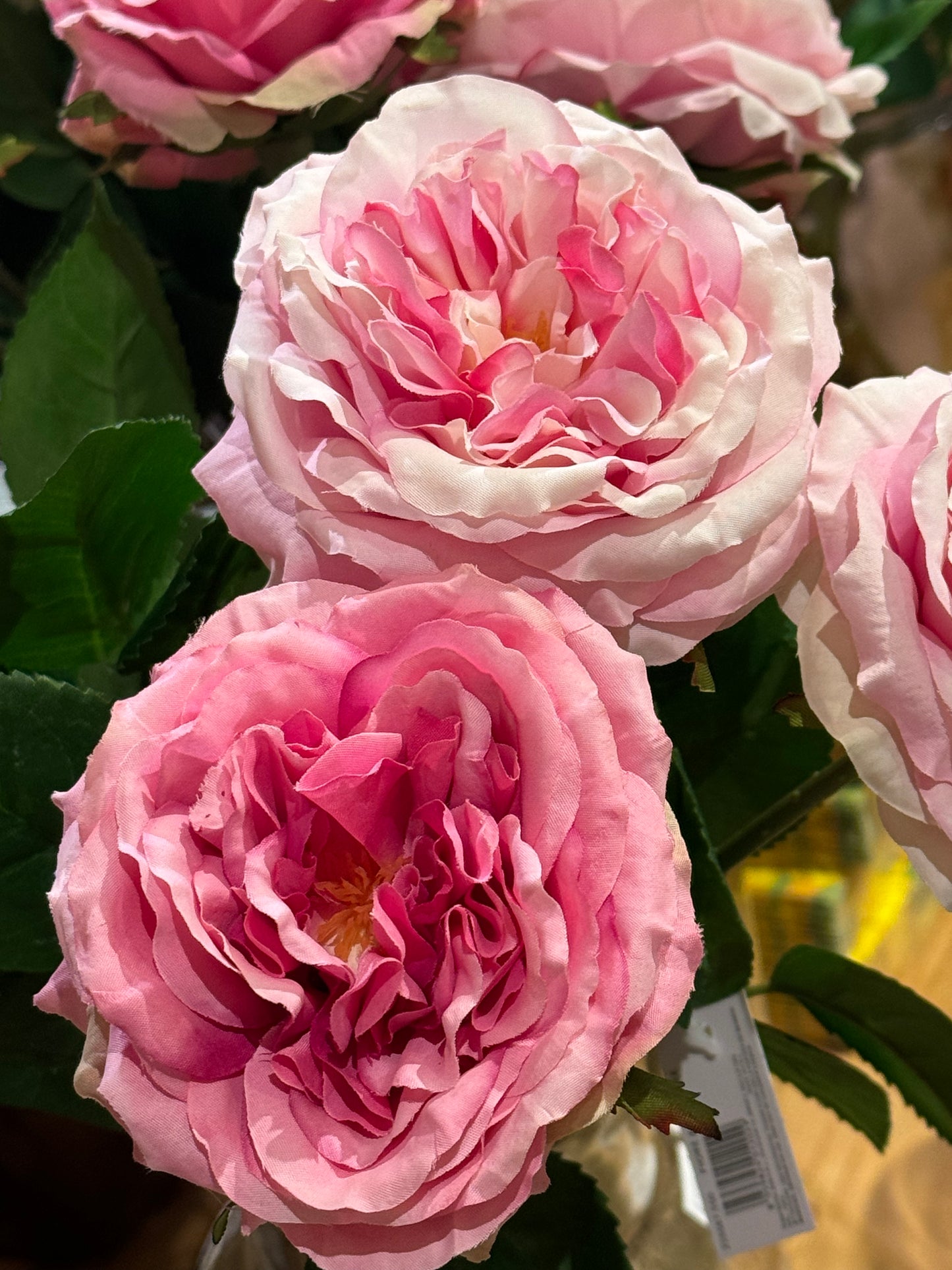 Rose Alma rosa og hvit EDG Enzo de Gasperi