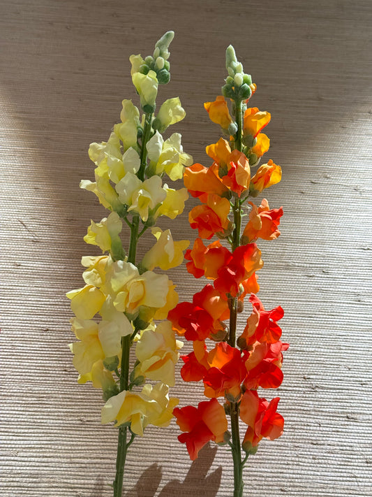 Løvemunn oransje EDG Enzo de Gasperi