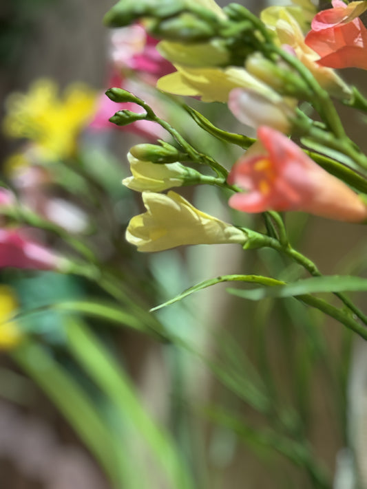 Fresia gule EDG Enzo de Gasperi