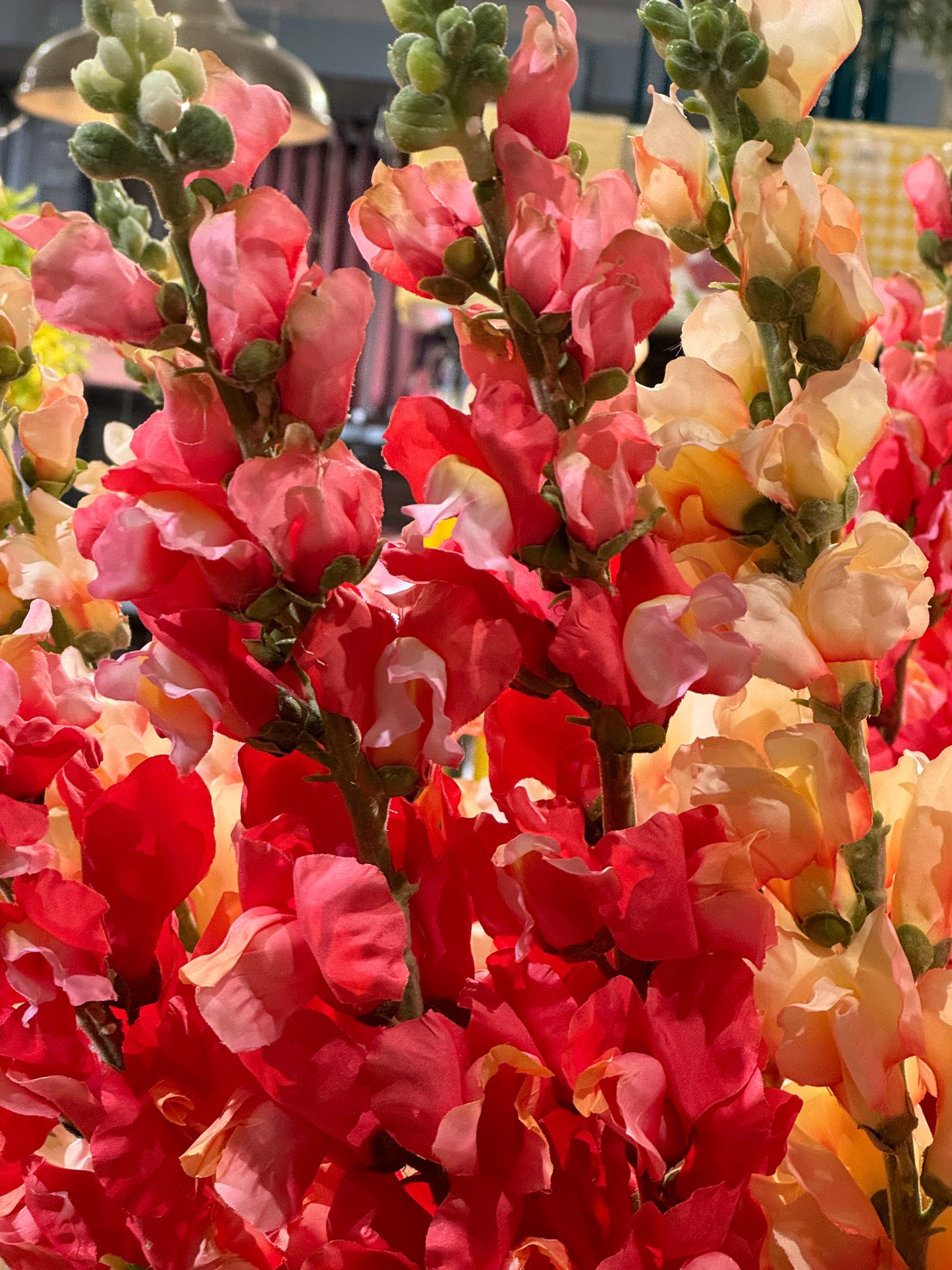 Løvemunn rosa mørk EDG Enzo de Gasperi