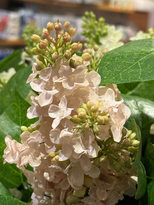 Syriner rosa EDG Enzo de Gasperi