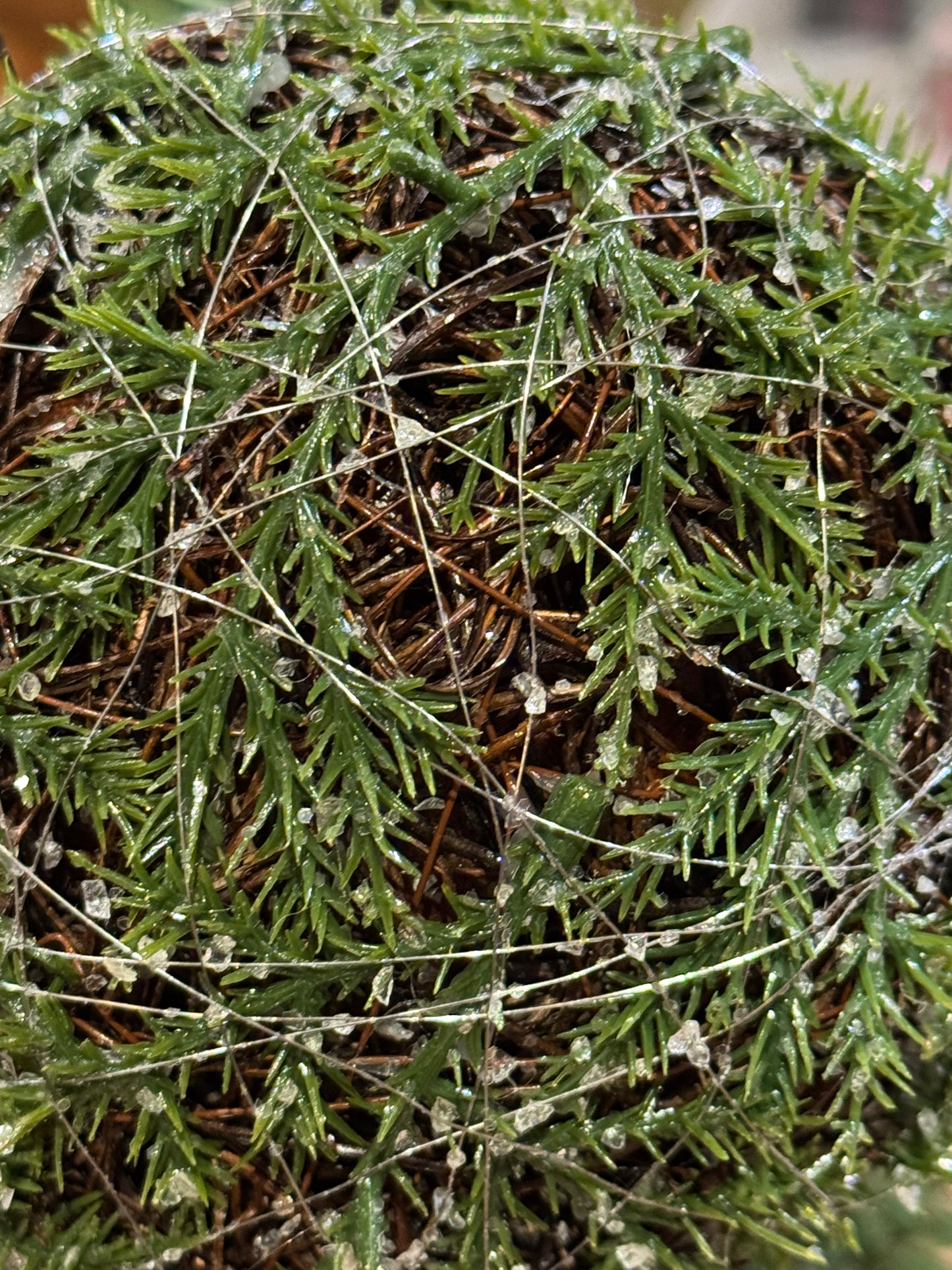 Dekorball grønn gran Mr Plant