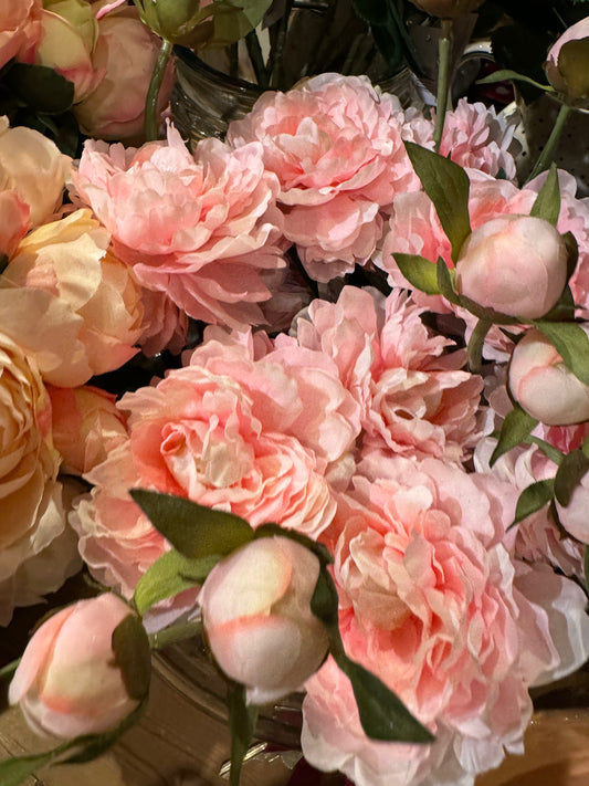 Pioner rosa Mr Plant