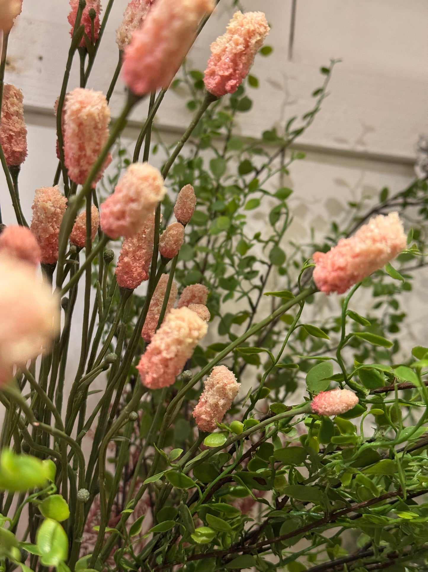 Rosa Pimpinell 80 cm Mr Plant