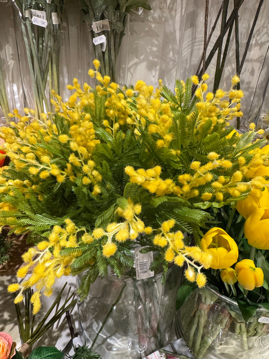 Mimosa kvist EDG Enzo de Gaspari