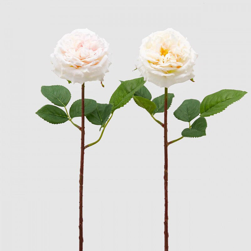 Roser hvit rosa dus Alma EDG Enzo de Gasperi