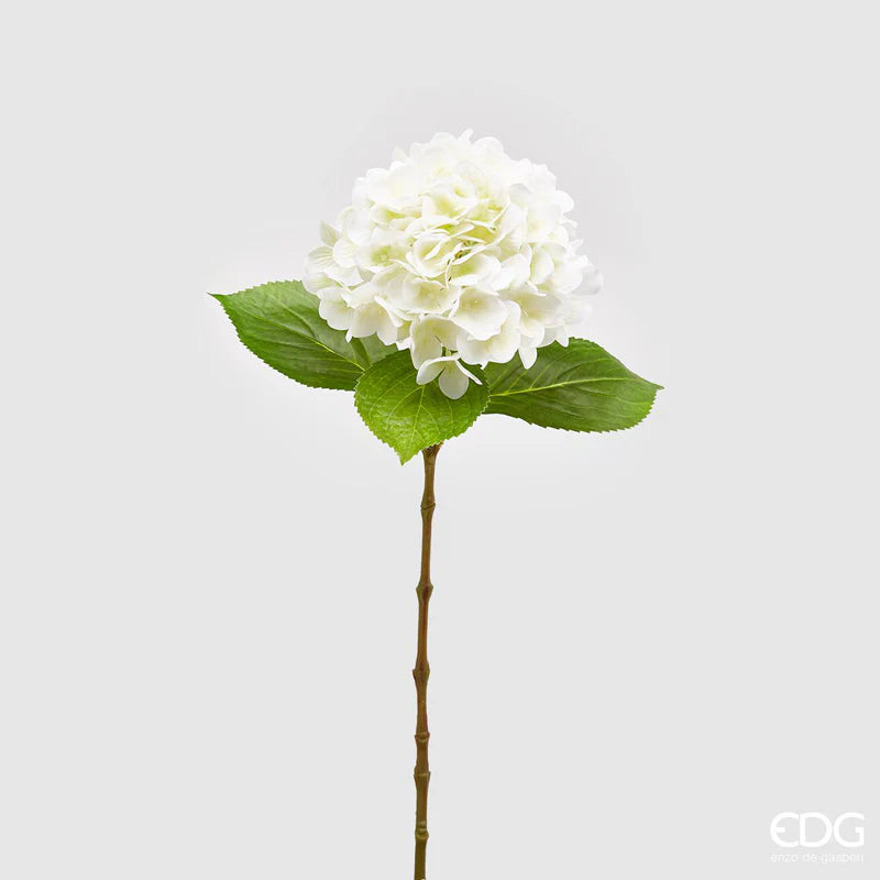 Hortensia lys blå EDG Enzo de Gasperi