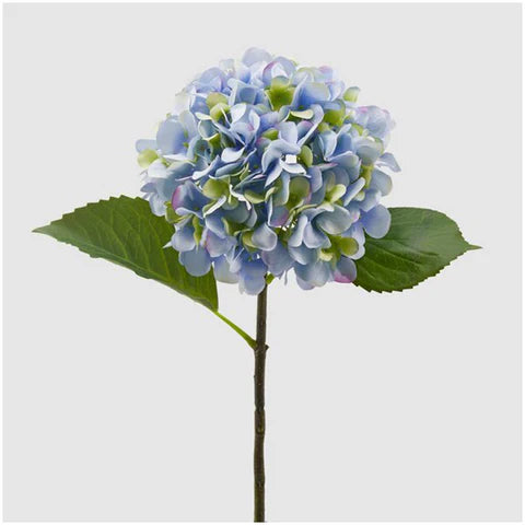 Hortensia lys blå EDG Enzo de Gasperi