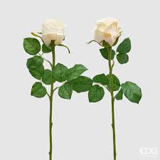 Roser krem dus rosa EDG Enzo de Gasperi