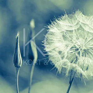 kort m konvolutt løvetann