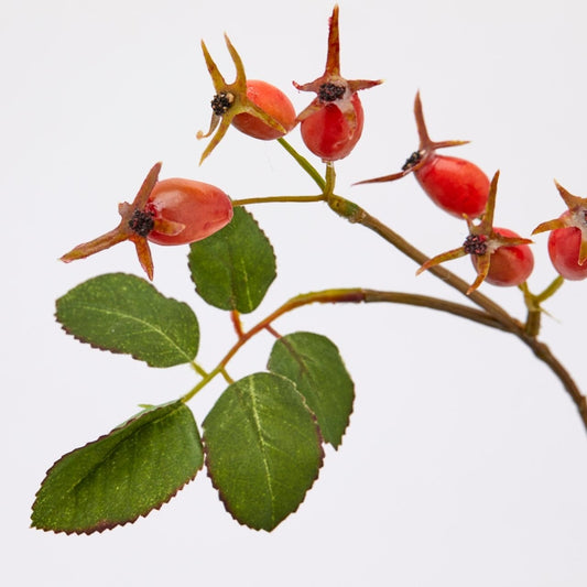 Nyper på kvist oransje EDG Enzo de Gasperi