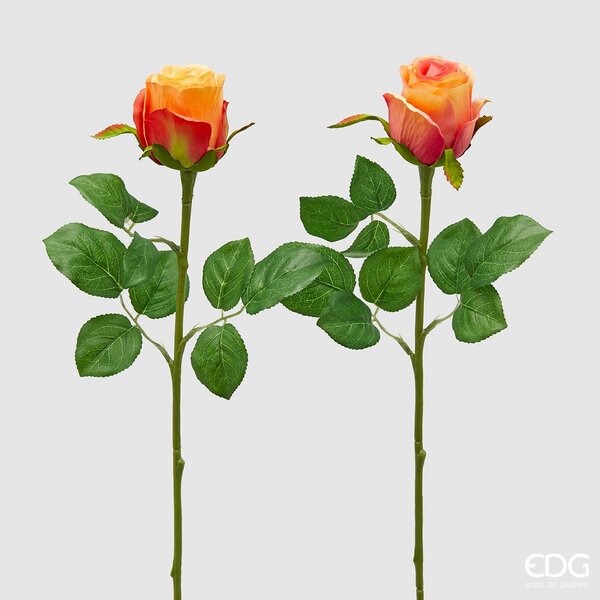 Rose oransje EDG Enzo de Gasperi