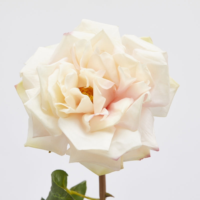 Roser dus rosa EDG Enzo de Gasperi