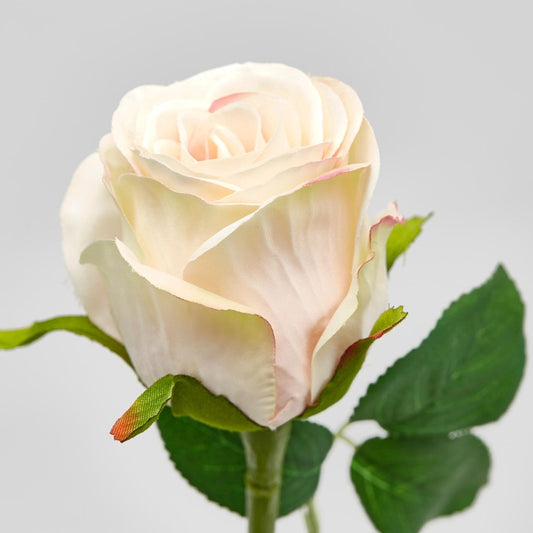 Roser krem farget EDG Enzo de Gasperi