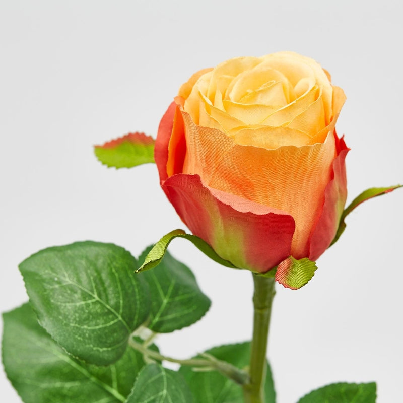 Rose oransje EDG Enzo de Gasperi